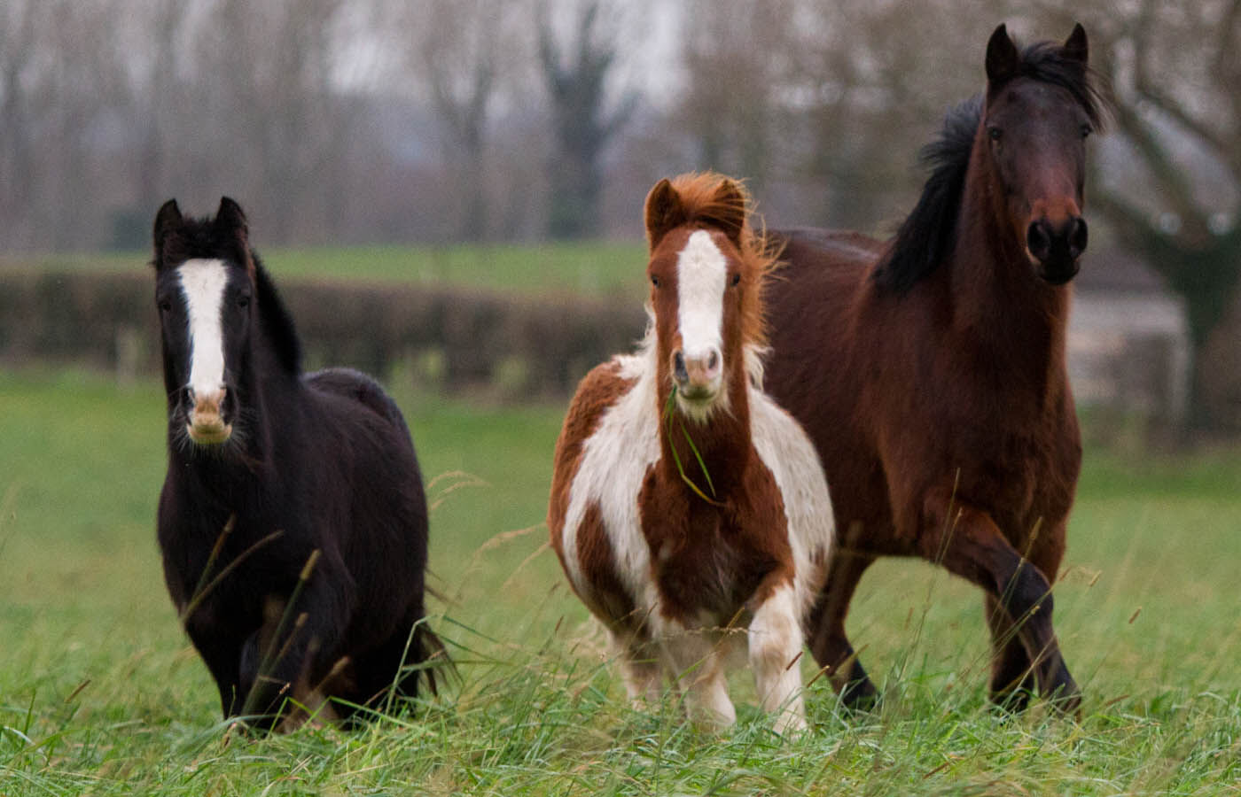 three horses running through a field of long grass