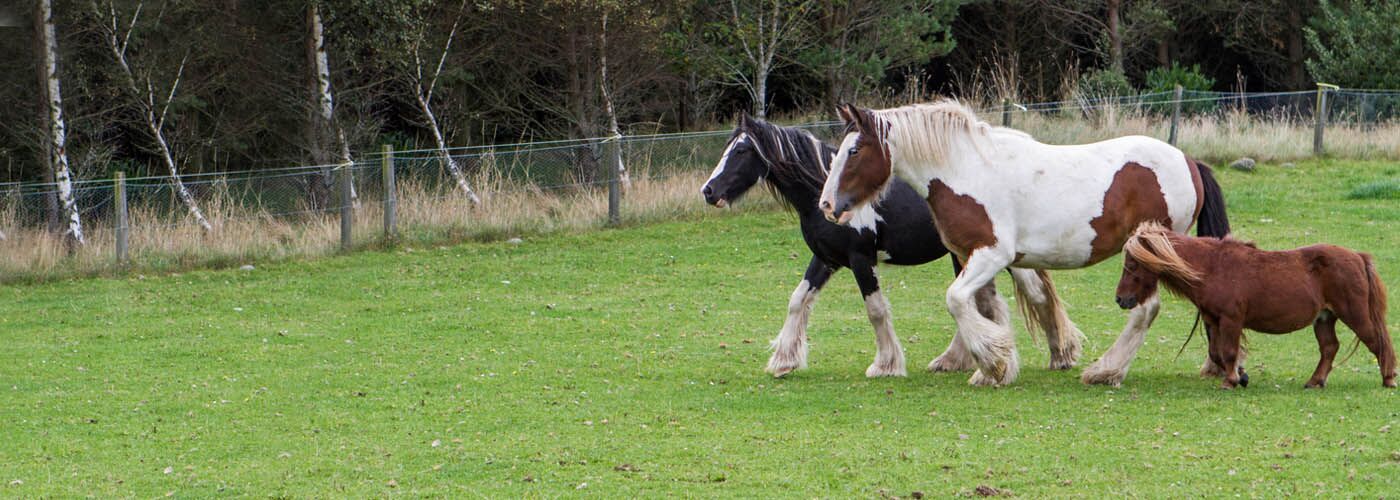 Three horses walking through a field