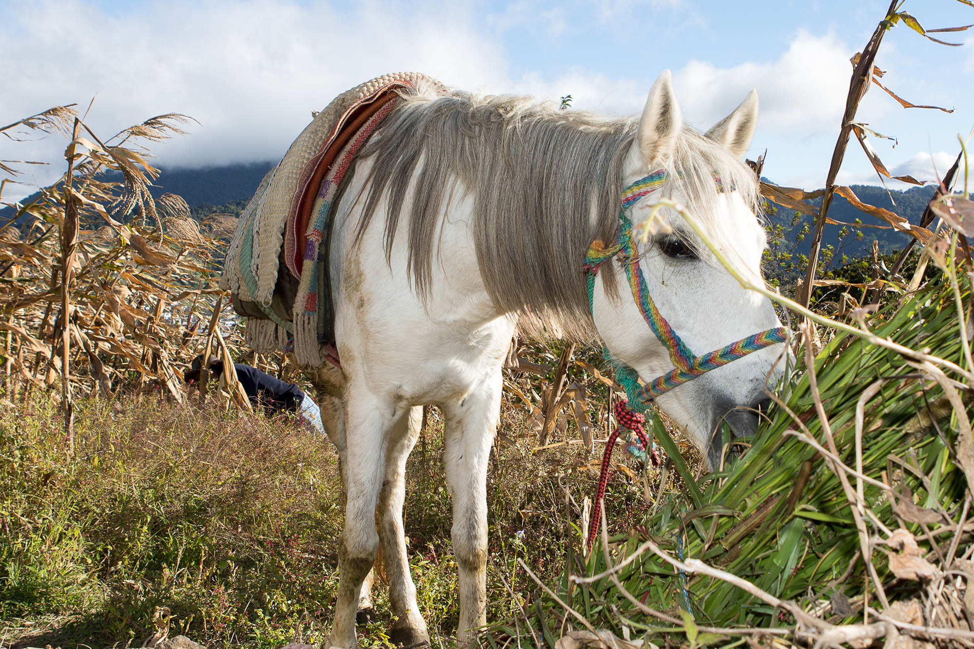 Grey working horse with colourful bridle and saddle pad grazes in front of maize field