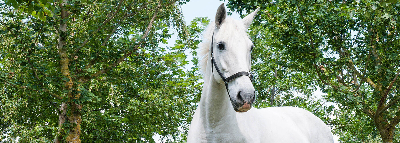 a white horse wearing a head collar, stood in front of trees