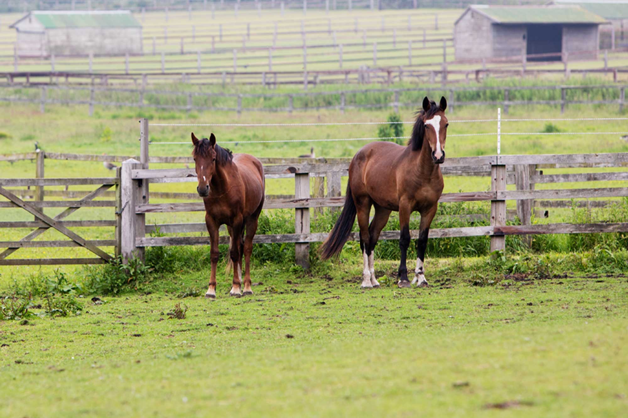 Horse running in a field