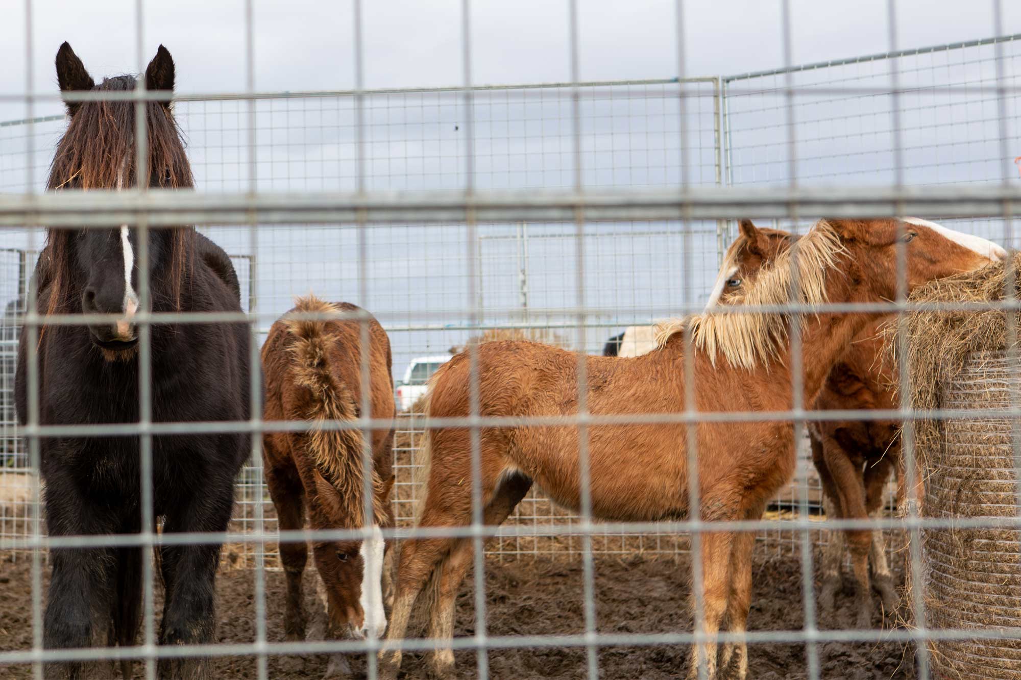 Welfare charities ask for public support to prevent horse welfare catastrophe and recommend solutions to fix &#8216;broken system’