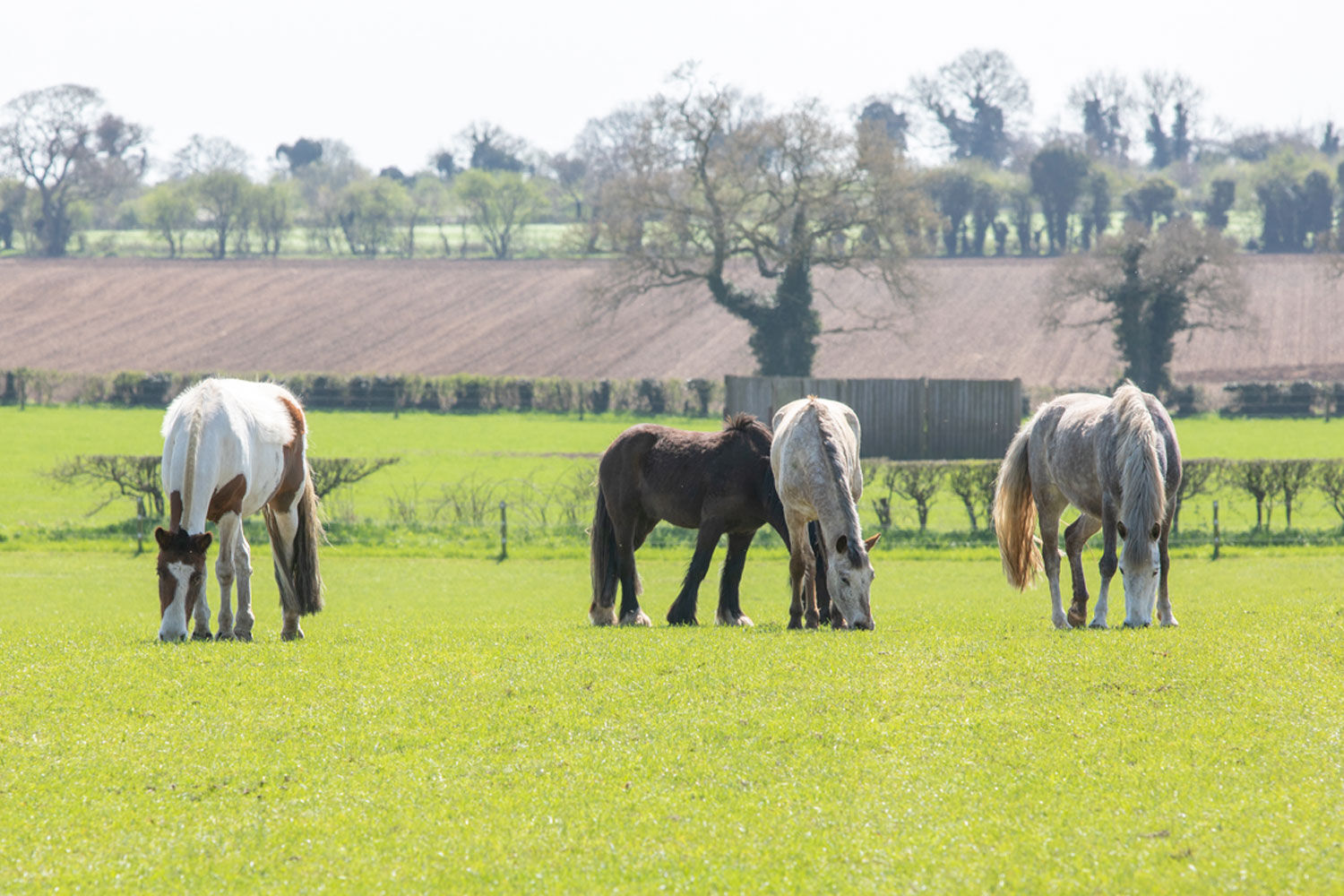 A group of horses grazing in a field