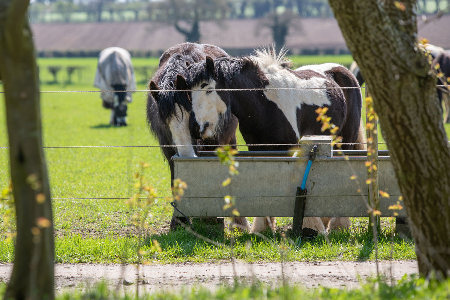 Horses drinking water