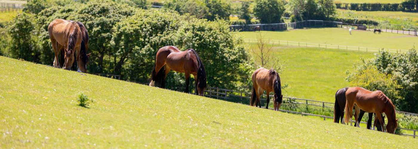 Horses grazing in a paddock on the hillside