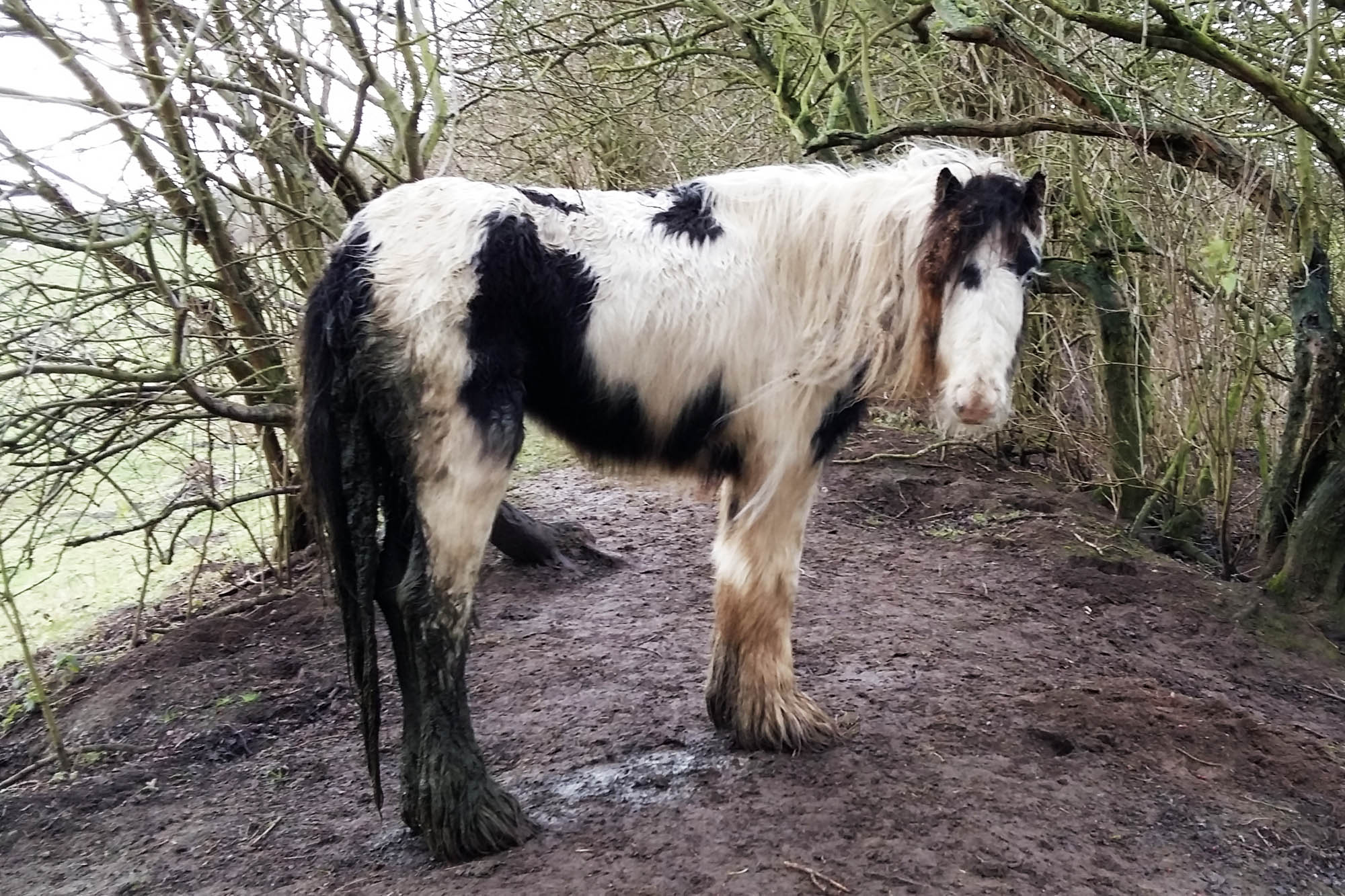 A busy start to life as a World Horse Welfare Field Officer