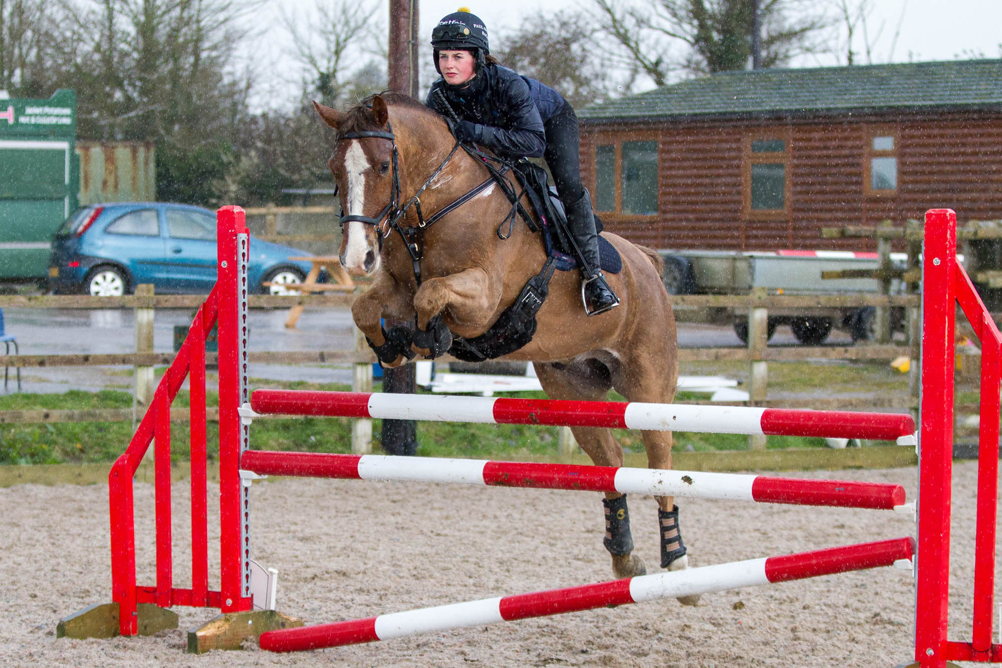 Rescue horse Harry&#8217;s winning ways with rehomer