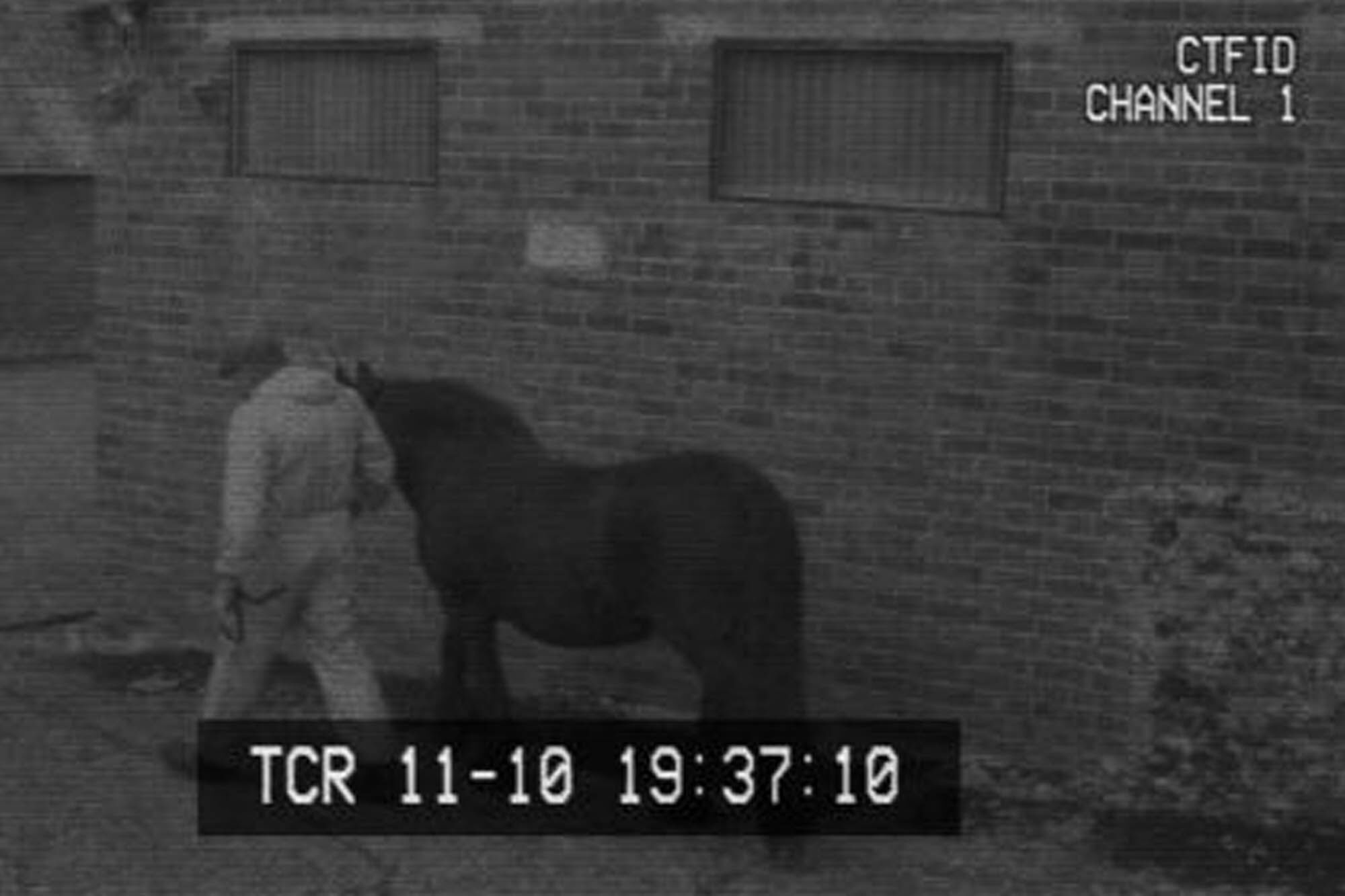 World Horse Welfare calls for CCTV in all of UK&#8217;s equine slaughterhouses