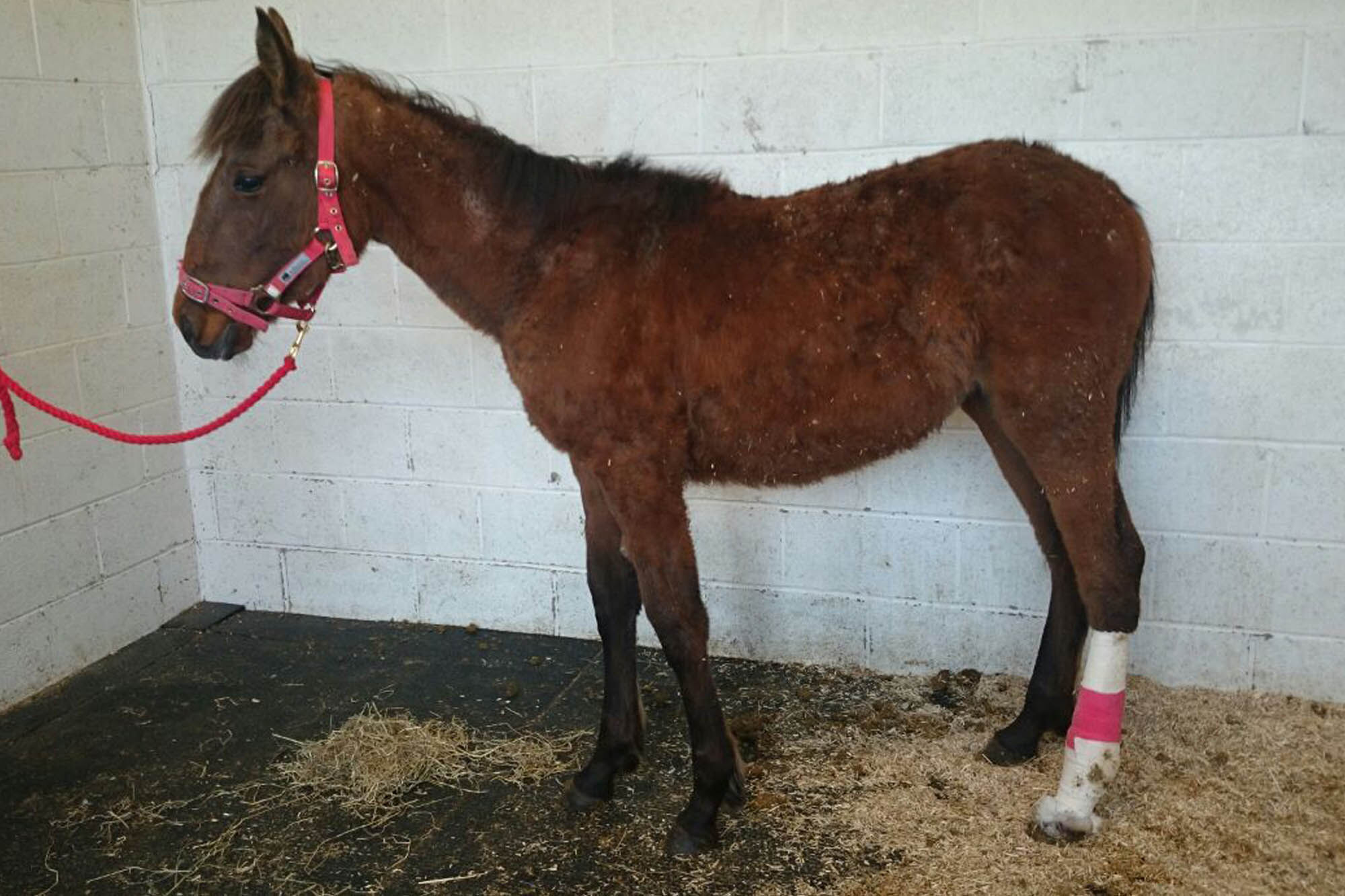 Yearling saved from baler twine tangle after inappropriate tethering