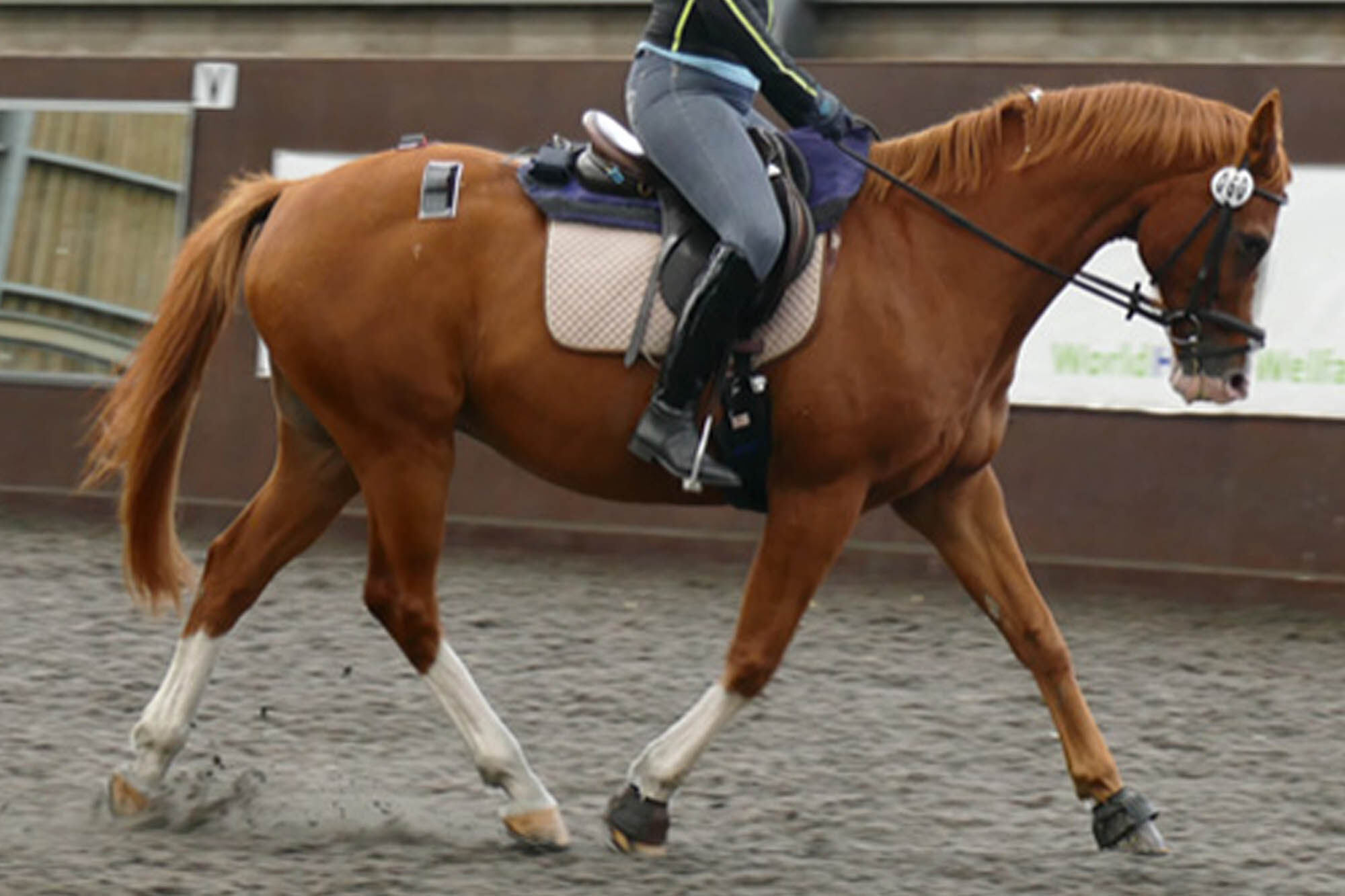 Birth of first foal from rescued ‘smuggled’ Dover 26 horses