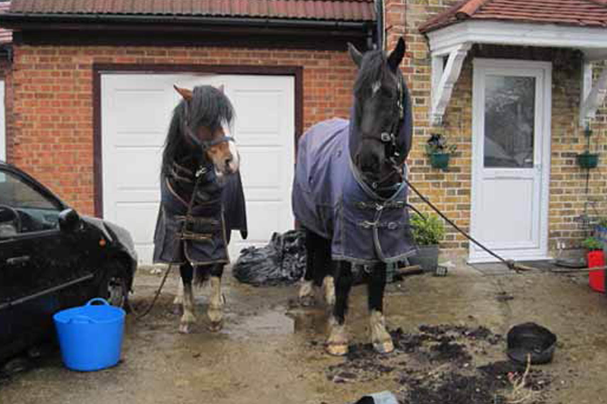 Birth of first foal from rescued ‘smuggled’ Dover 26 horses
