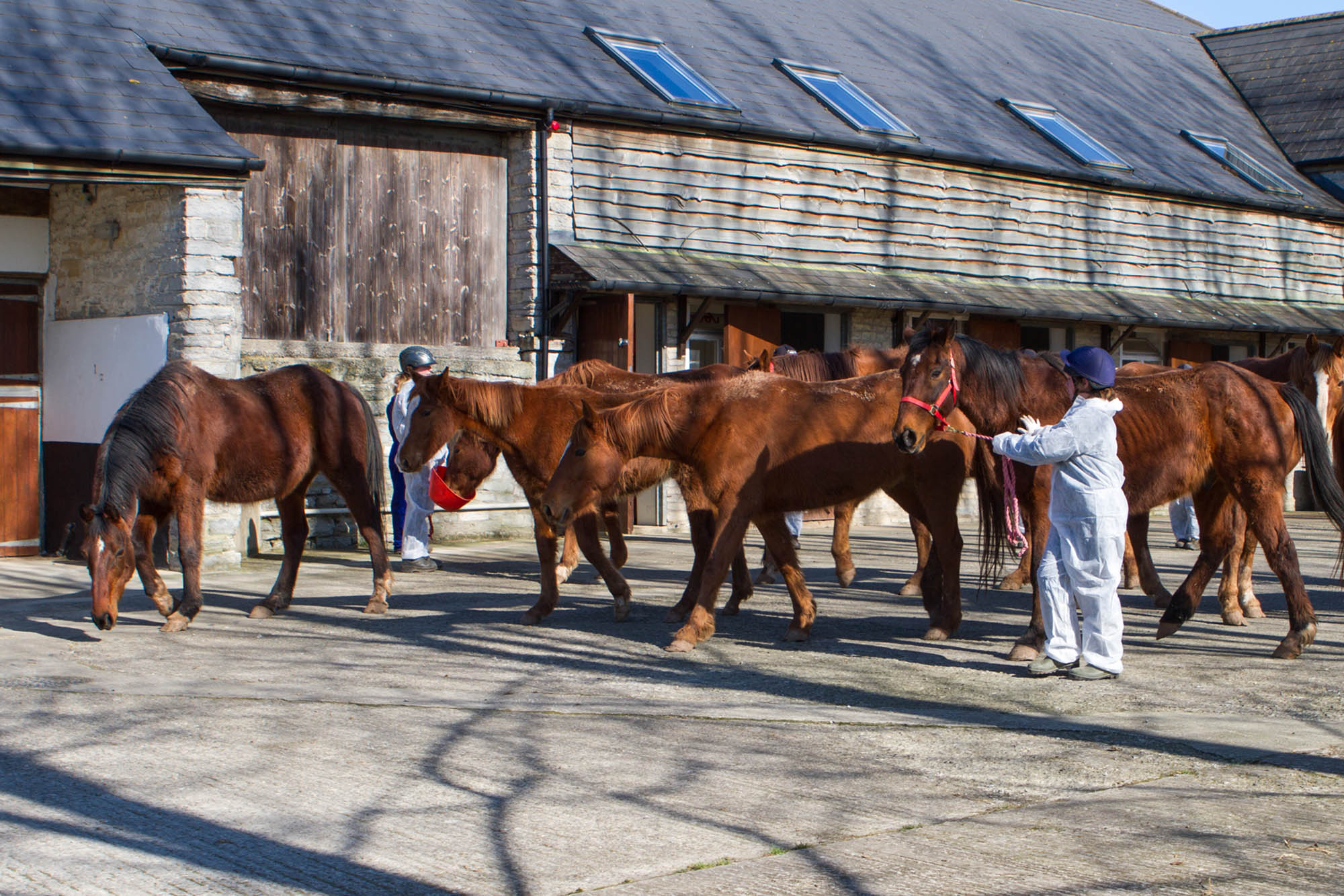 Disease prevention in horses