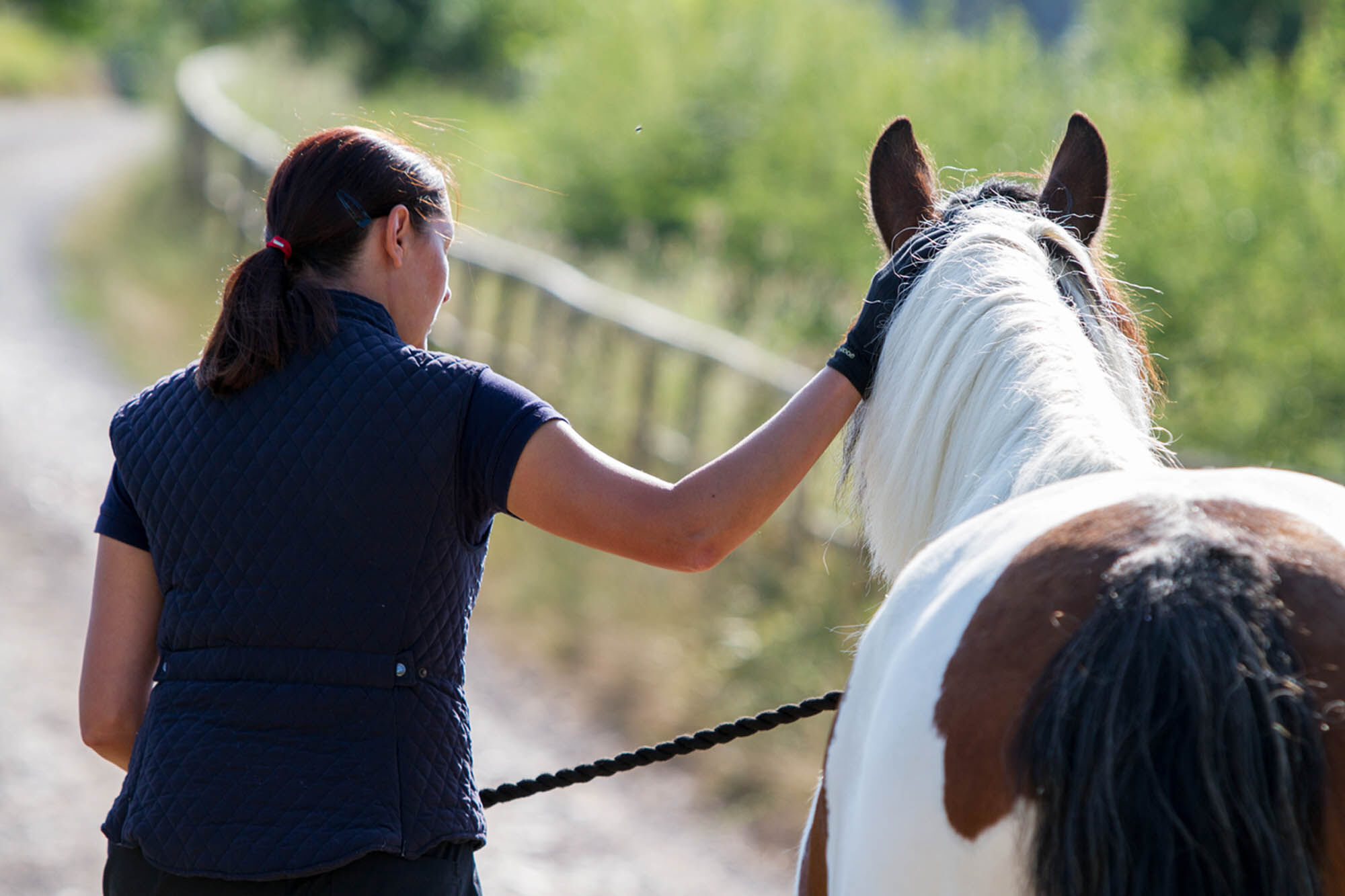Equine end of life