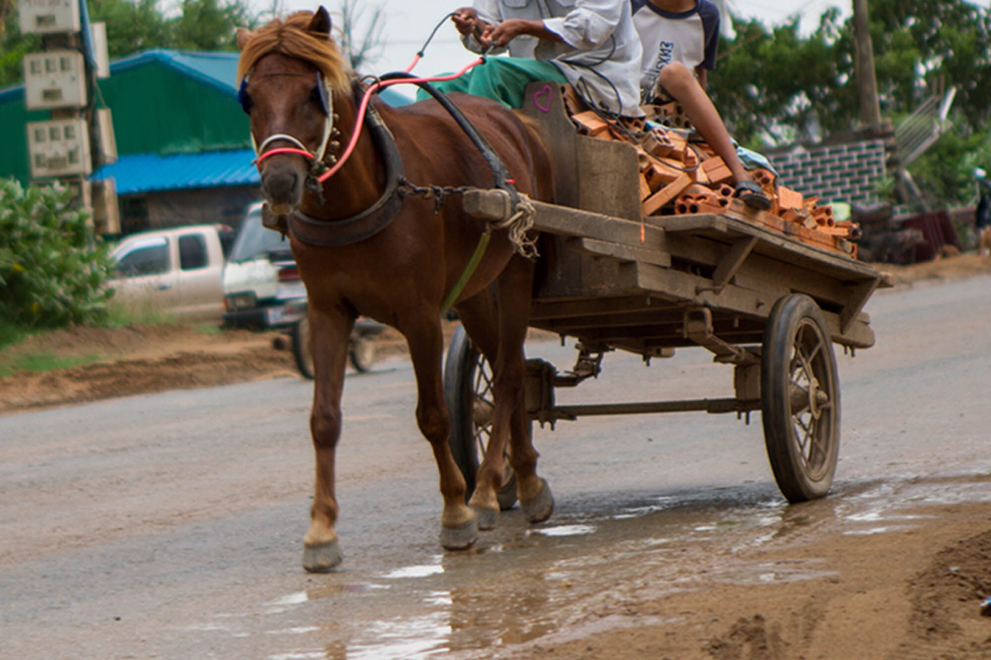 Equine experts at UN event highlight importance of working animals for a sustainable future for all
