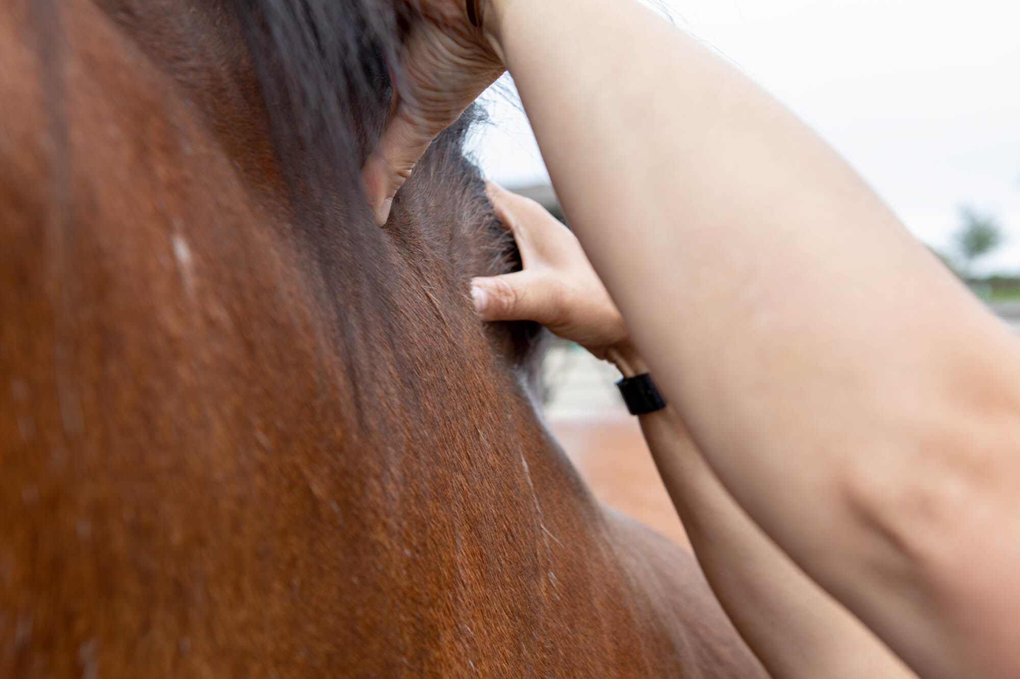 Weight: is your horse the right weight?
