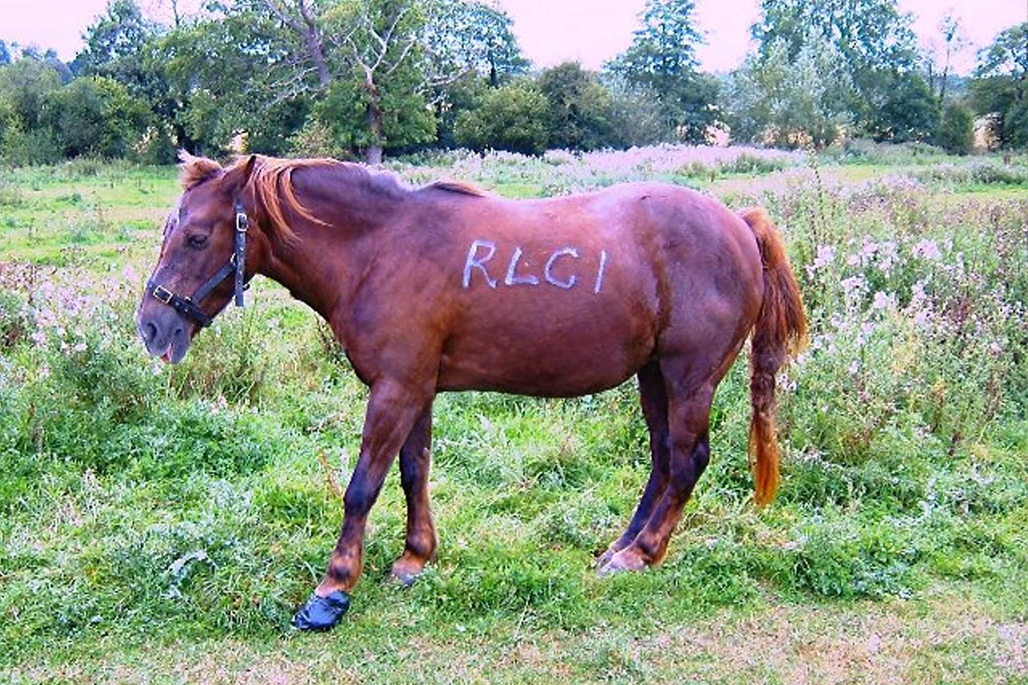 West Sussex man banned for life from keeping horses