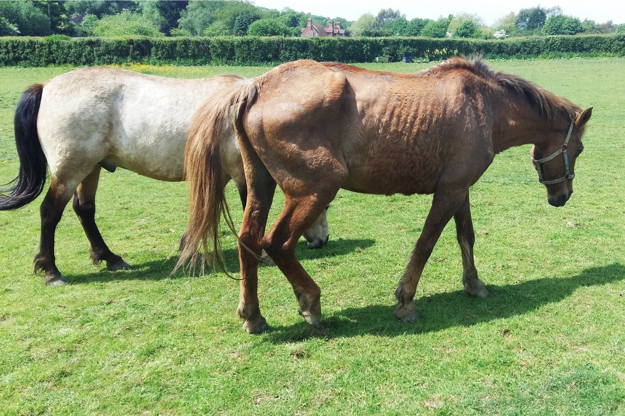 Waltham Chase woman banned from keeping horses