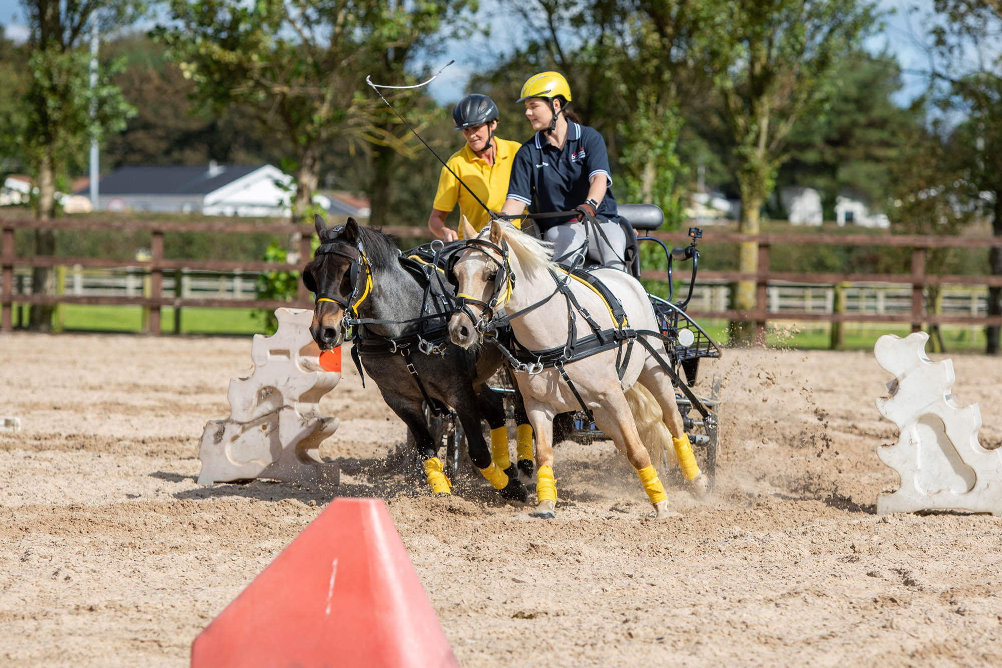 From rescue pony to driving star: Graham’s future is golden after being rescued