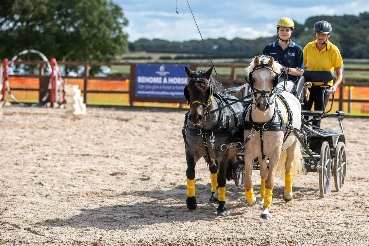 From rescue pony to driving star: Graham’s future is golden after being rescued