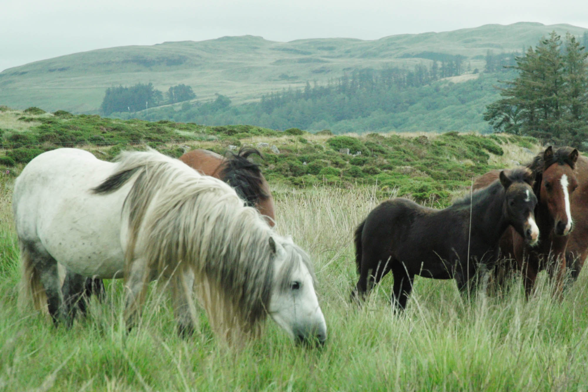 Technology triumphs to track down isolated ponies