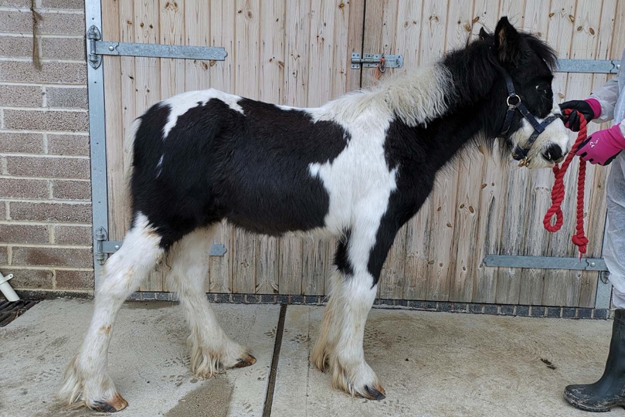 Elf&#8217;s journey from nervous neglected young foal to calming friend