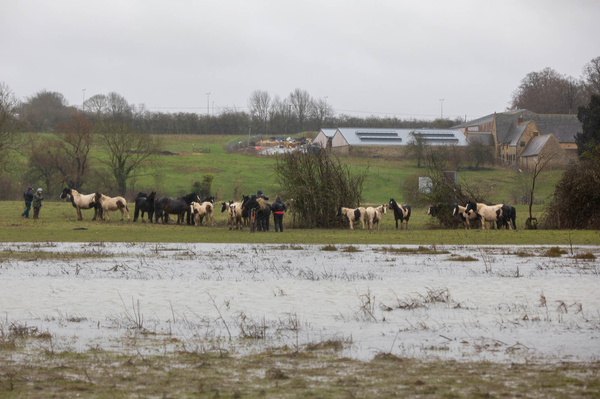 Multi-agency operation takes place to rescue 43 horses in Wellingborough