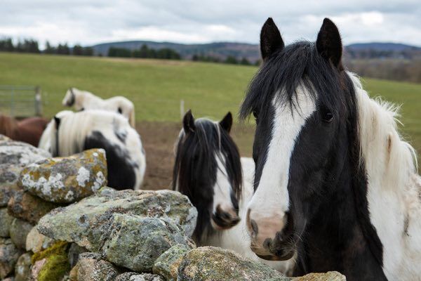 Curious pony pearing over a dry stone wall