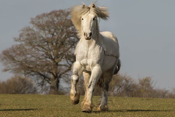 grey horse cantering across a field looking into the camera