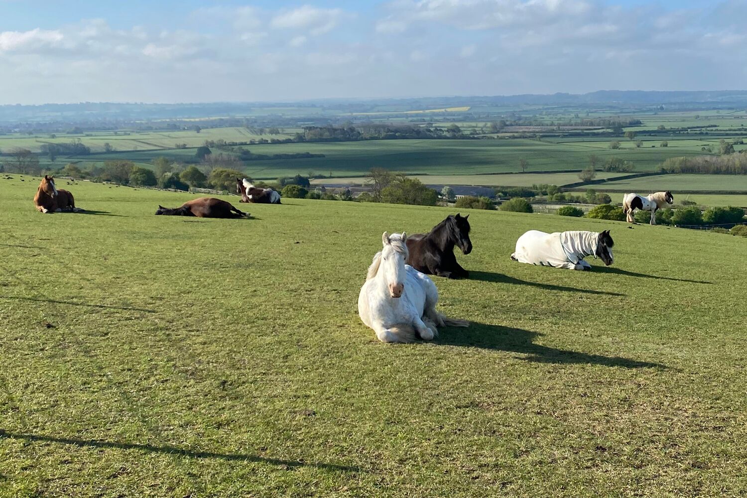 A grey horse and foal being led in a field with rolling countryside in the background at Glenda Spooner Farm