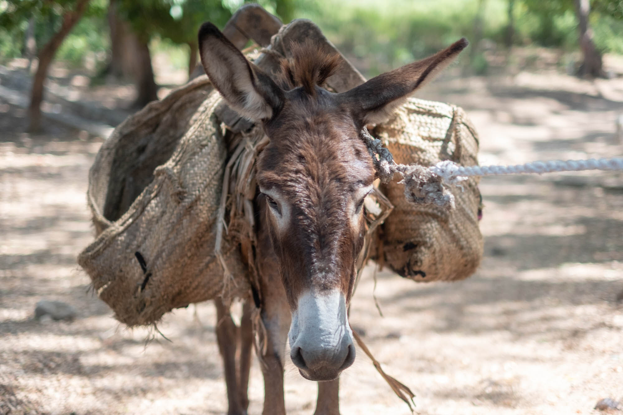 Equine charities speak up for working animals at Africa Regional Forum on Sustainable Development