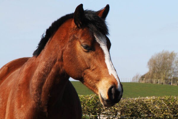 well groomed horse looking down at the ground