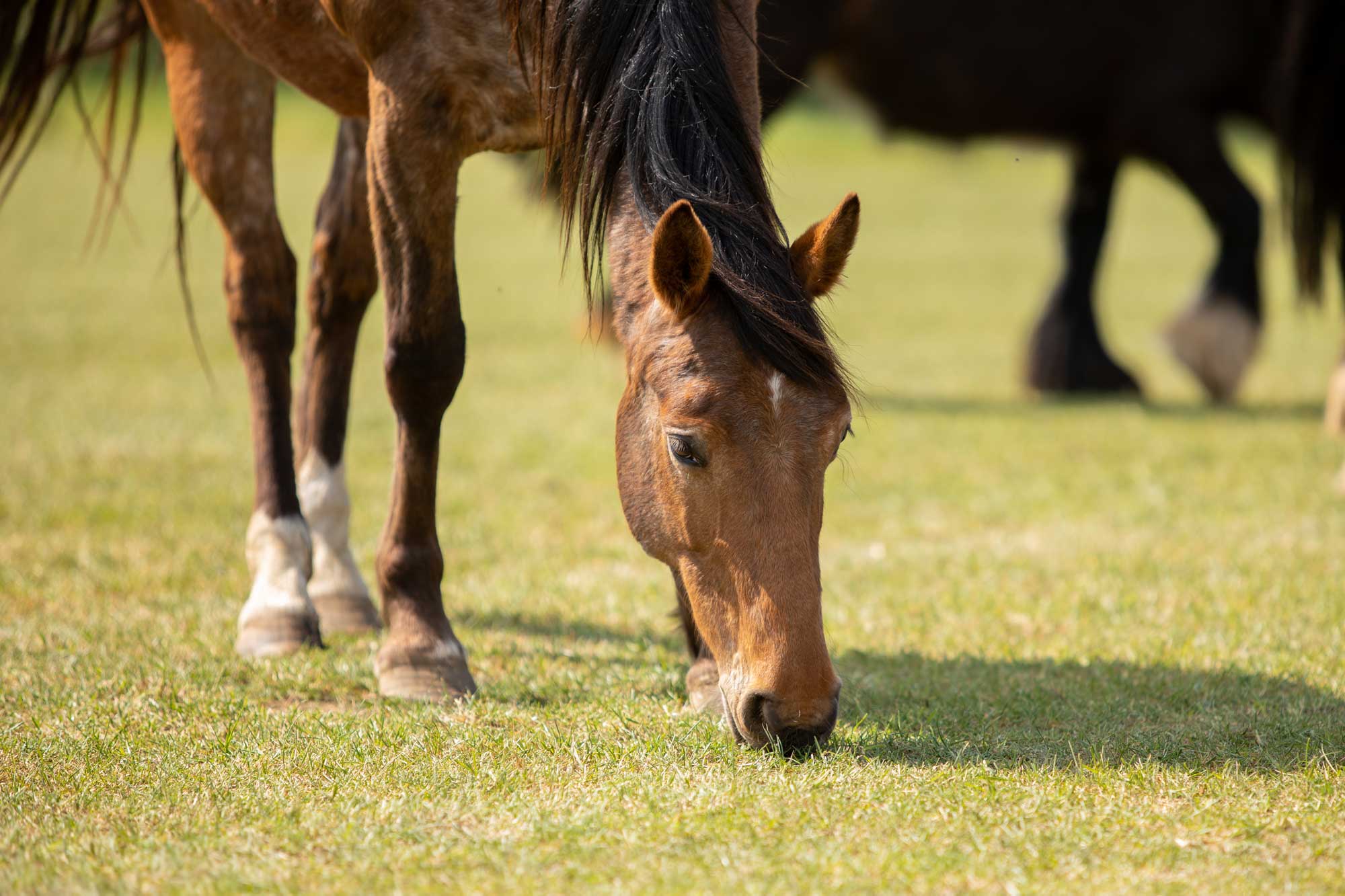 Equine Grass Sickness: Exciting times ahead for this difficult and devastating disease of horses