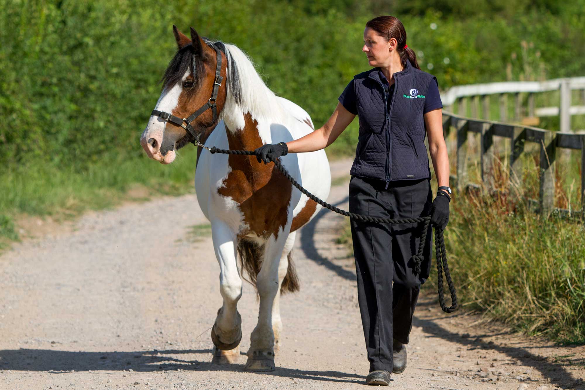 Top tips and practical advice on managing your horse’s weight to keep them healthy