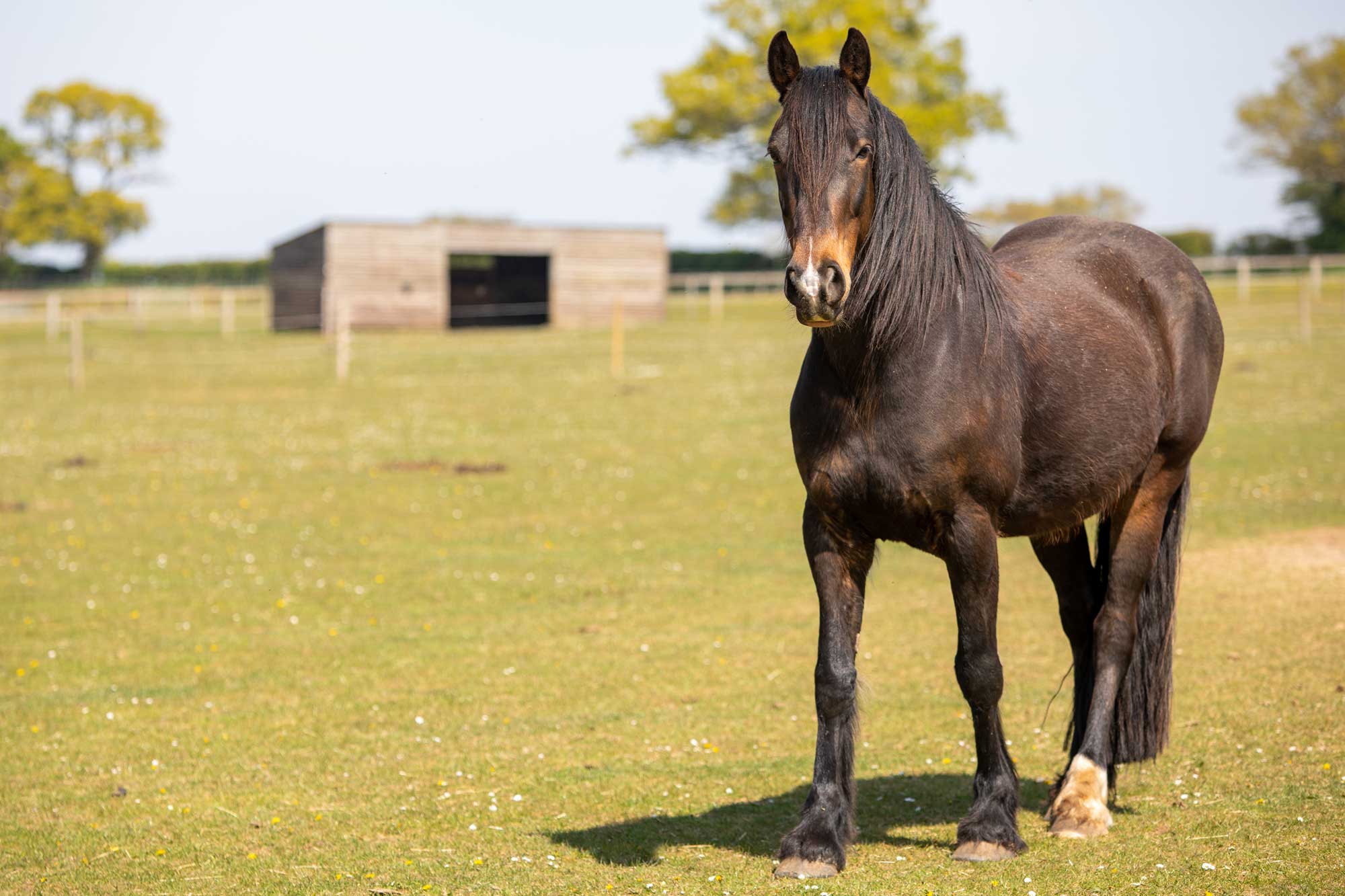 Keeping Penny Farm tidy – for the sake of the horses