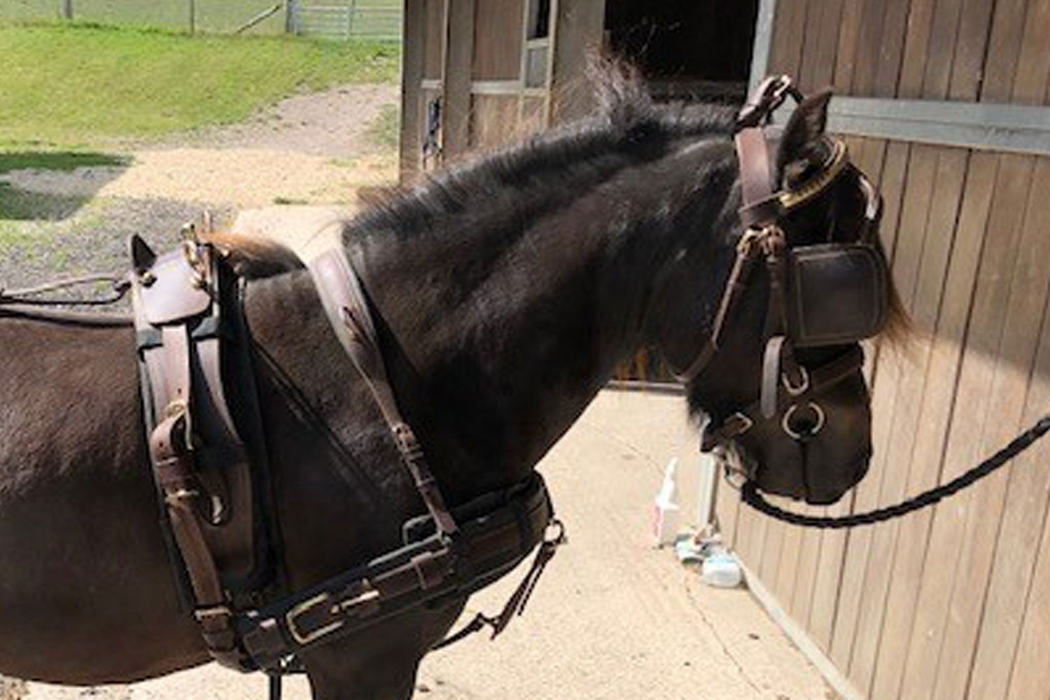 Ophir’s story: from nervous, unhandled youngster to future driving pony