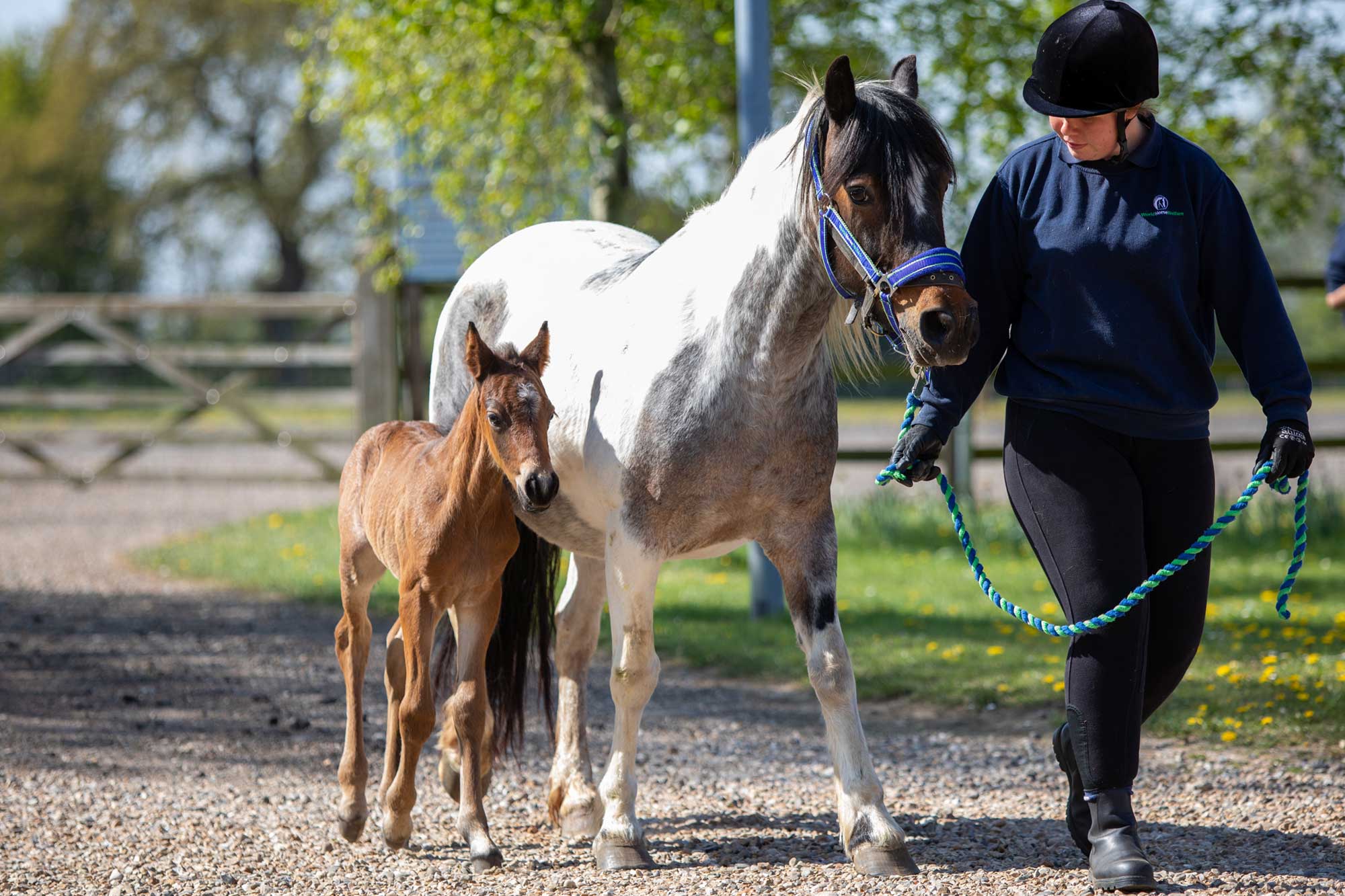 2020 Conference looks at the horse-human partnership