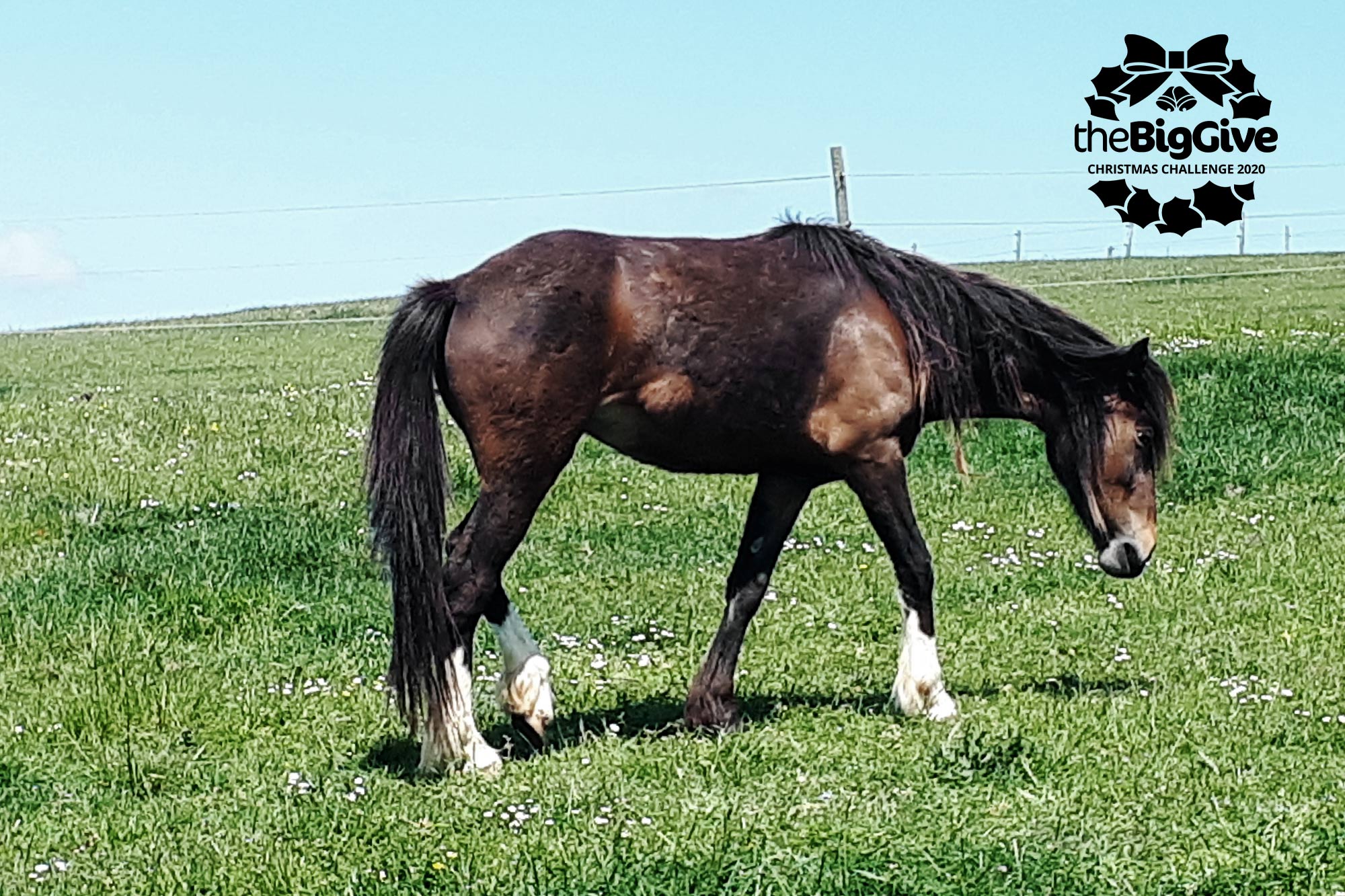 One donation to help horses like Chelsea can have twice the impact