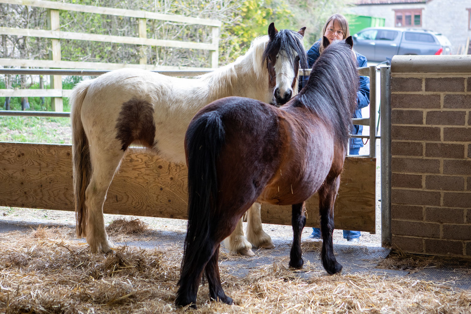 Birth of first foal from rescued ‘smuggled’ Dover 26 horses