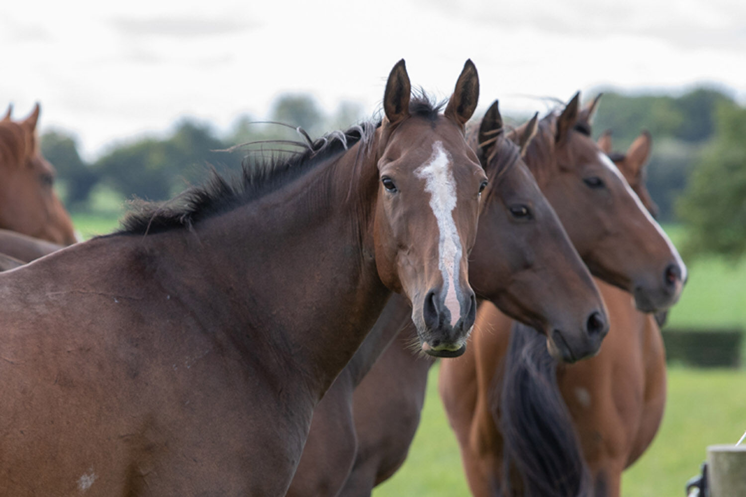 Three chestnut horses looking over a fence at Hall Farm