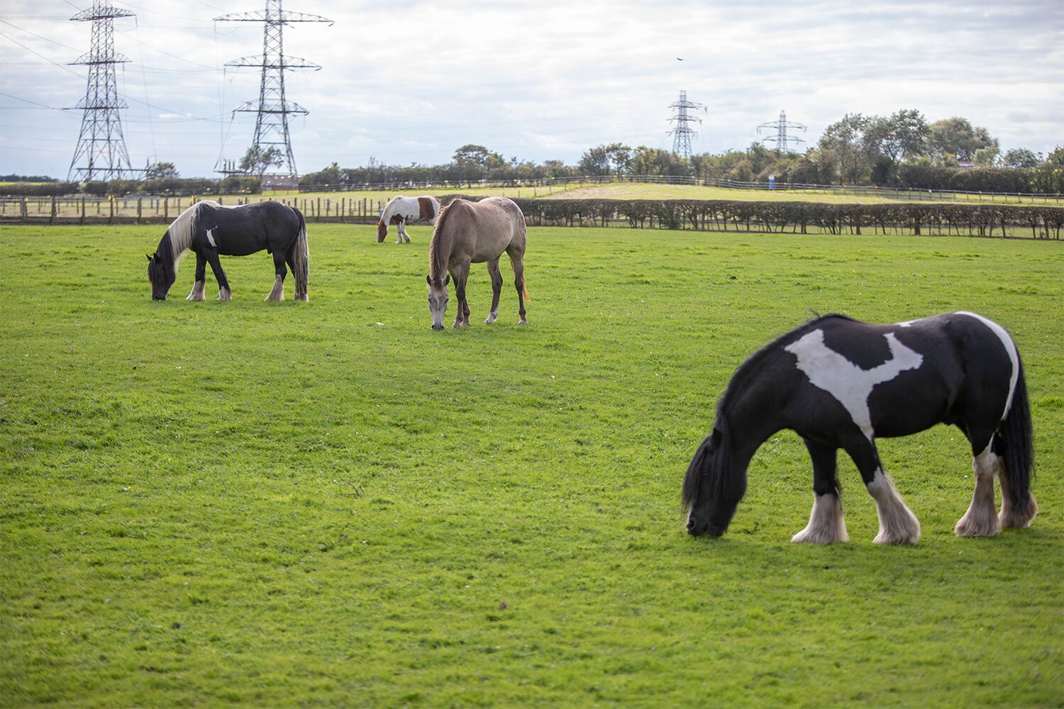 World Horse Welfare welcomes proposed ban on export for slaughter