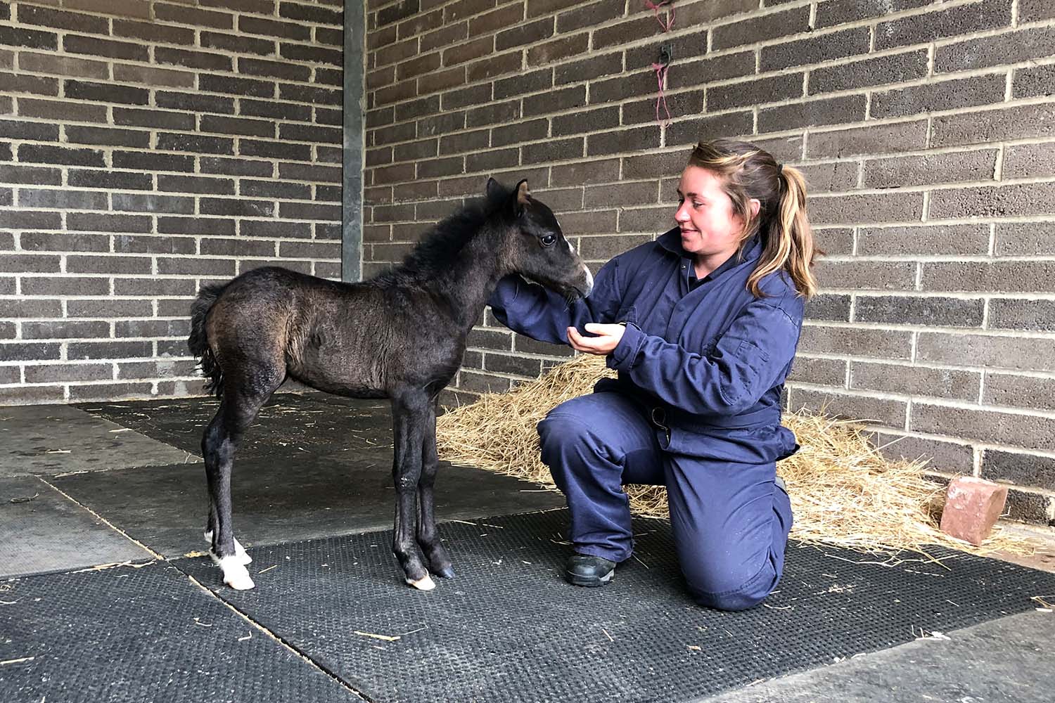 Abandoned foal to video star: Duke’s life has taken a happy turn.