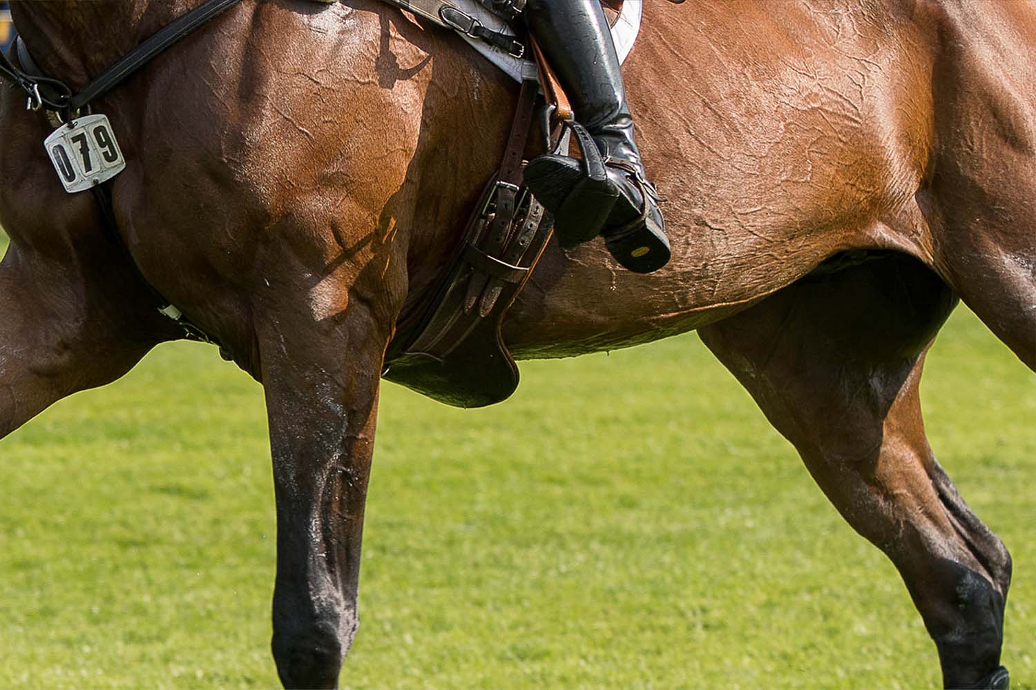 Ethical Framework for the use of horses in sport unveiled