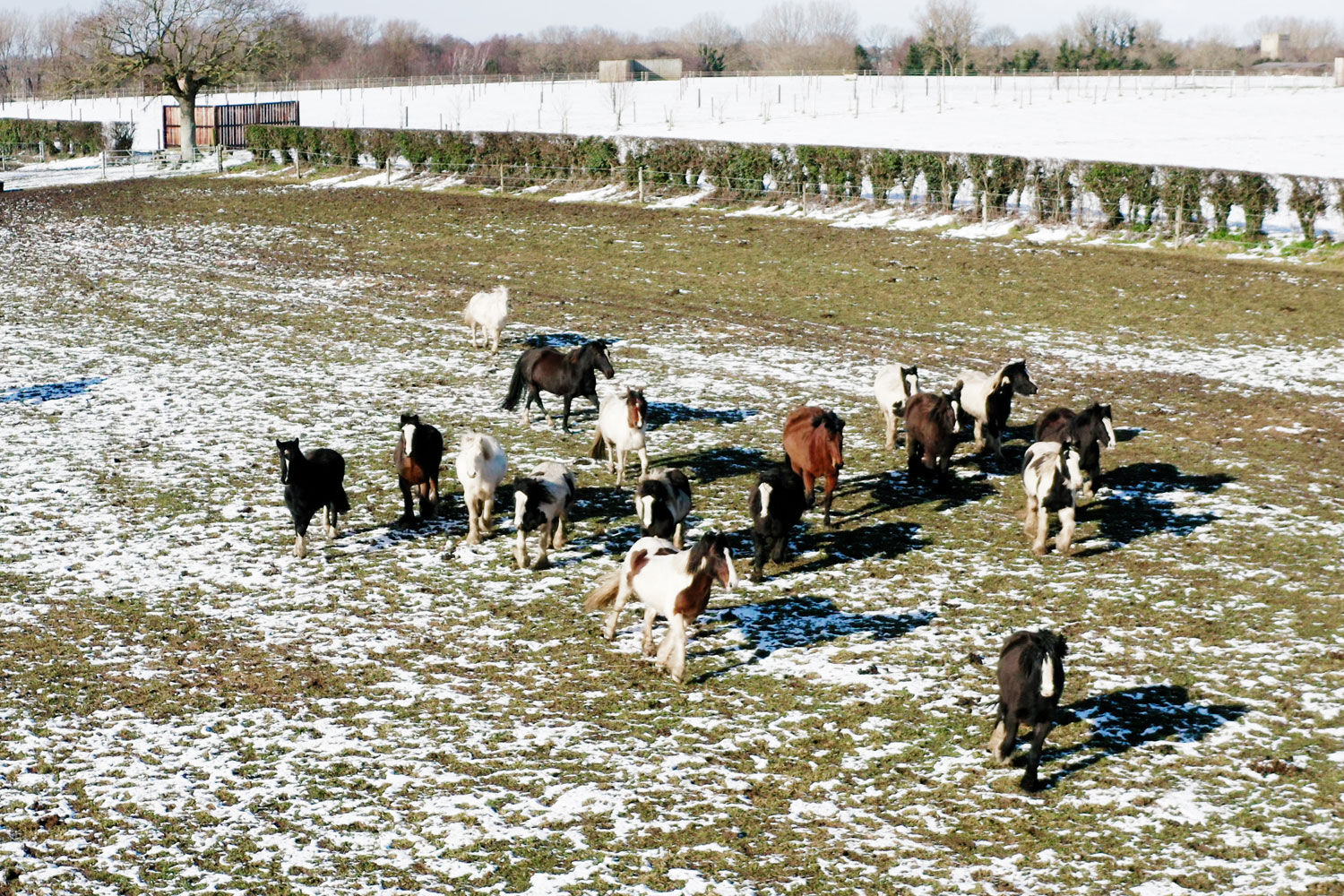 Merry Christmas from our ponies and our staff