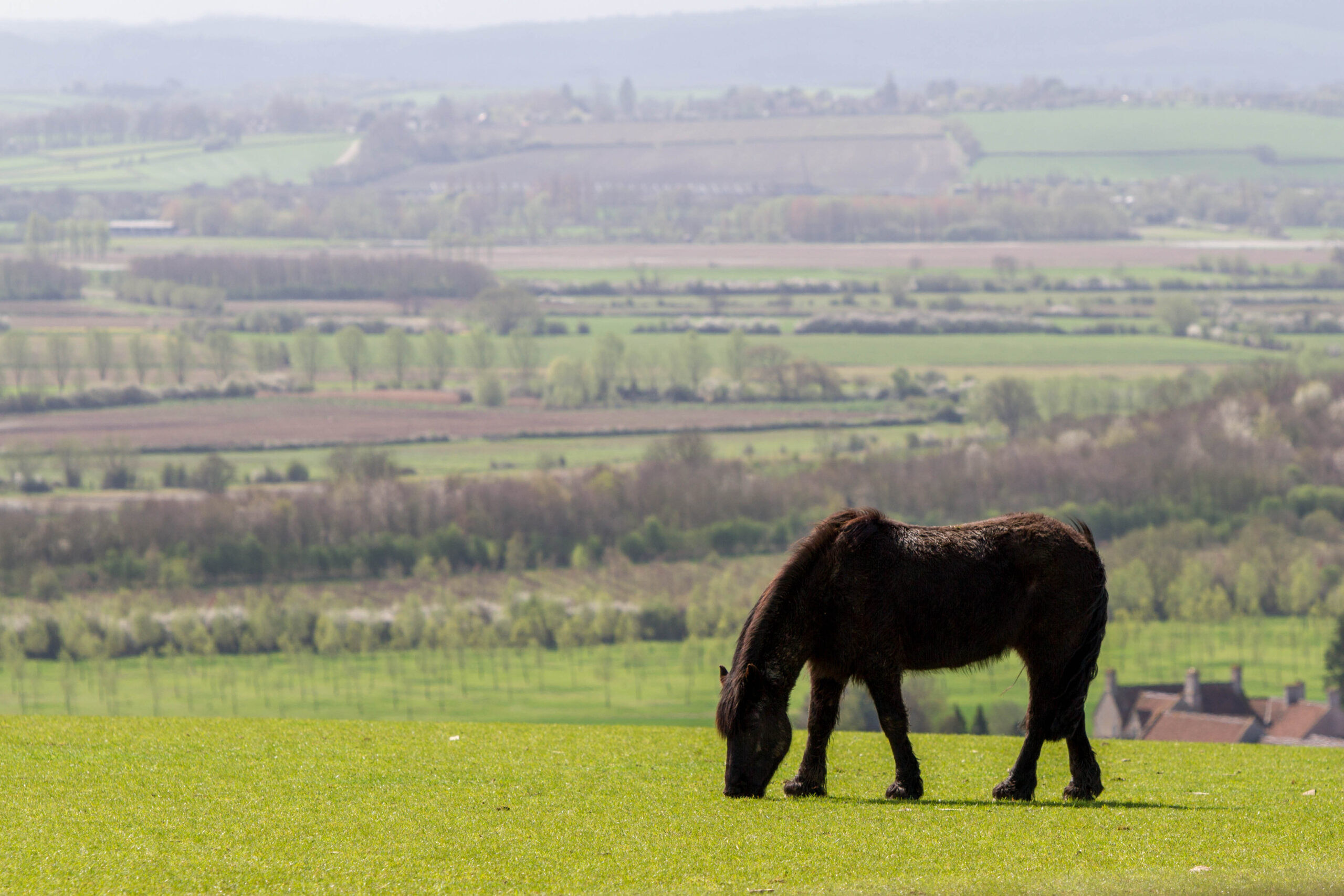 Assessing Equine Quality of Life