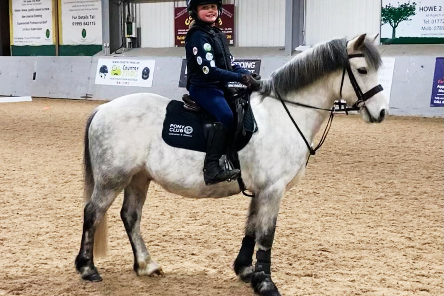 Former Adoption Horse Dalton is thriving in his new home