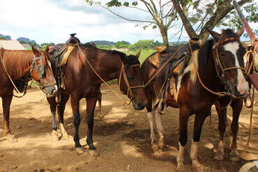 Horses keeping cool in the shade of a tree