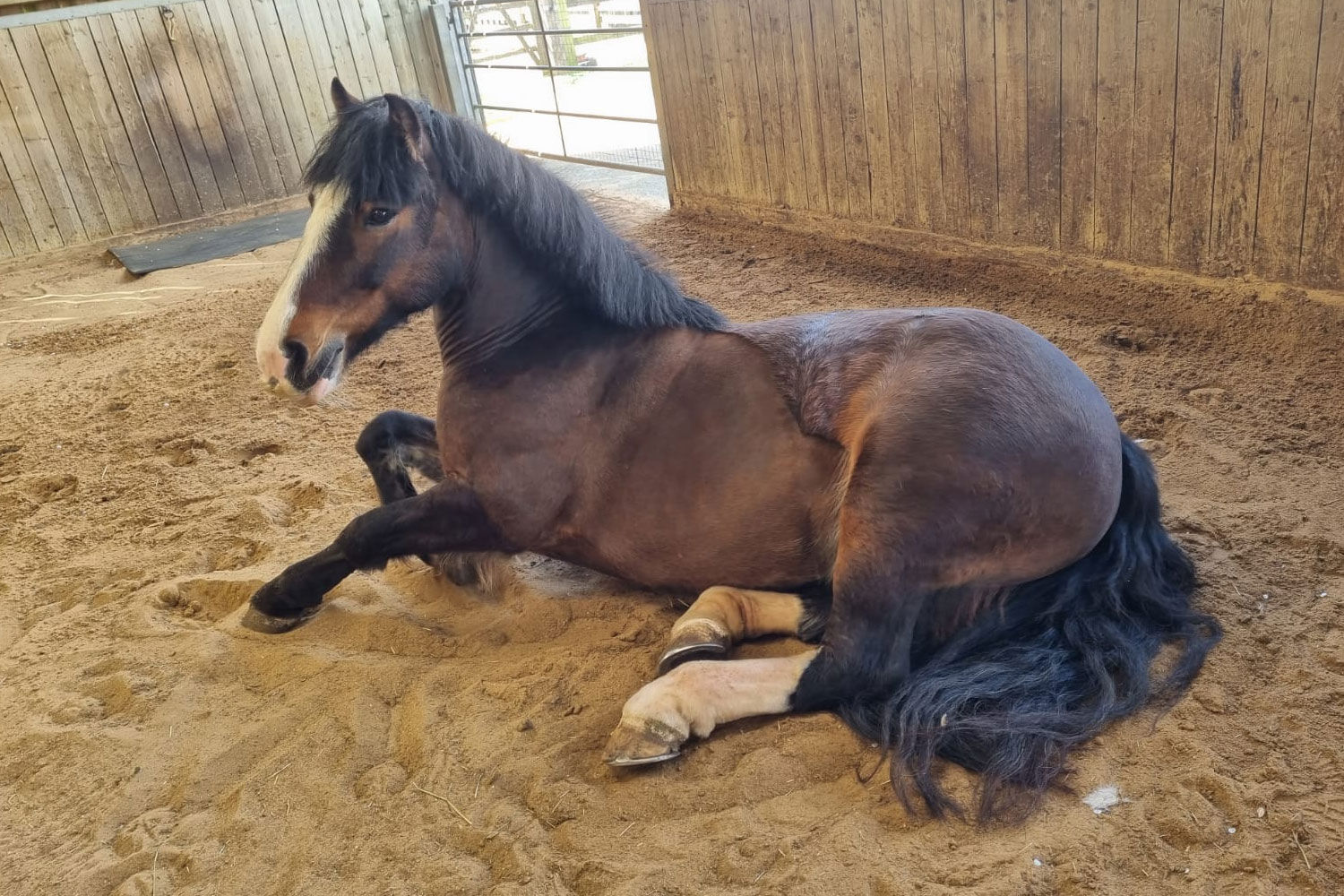 Mrs Potts staying trim with the support of Baileys Horse Feeds