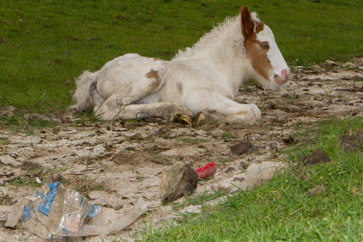 Horses in need