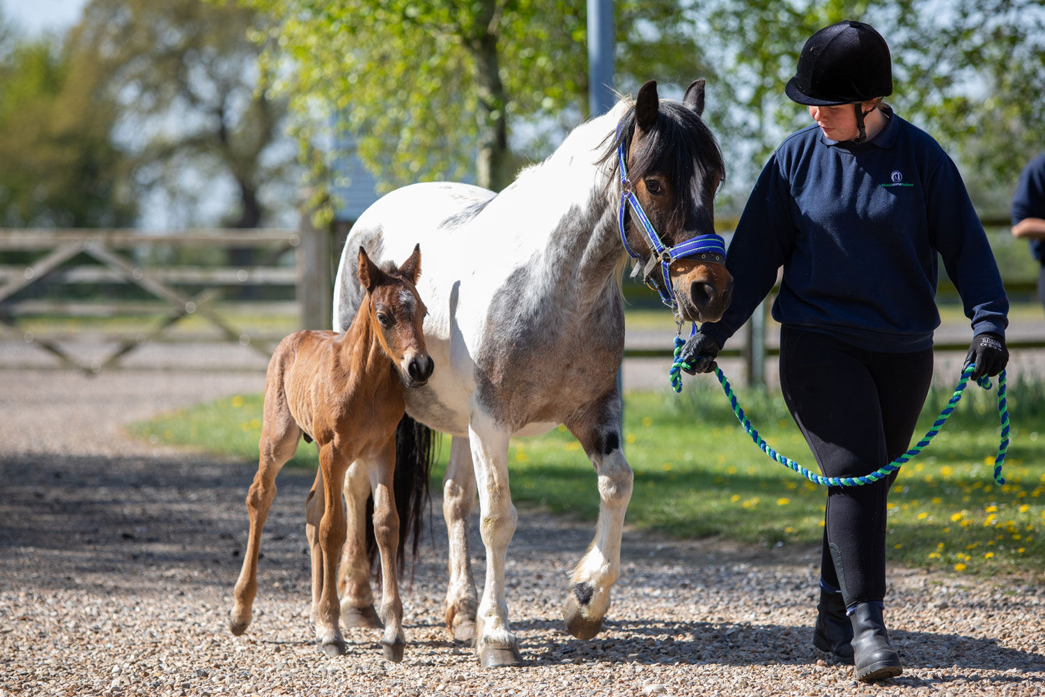 Horse being lead through field with foal following beside