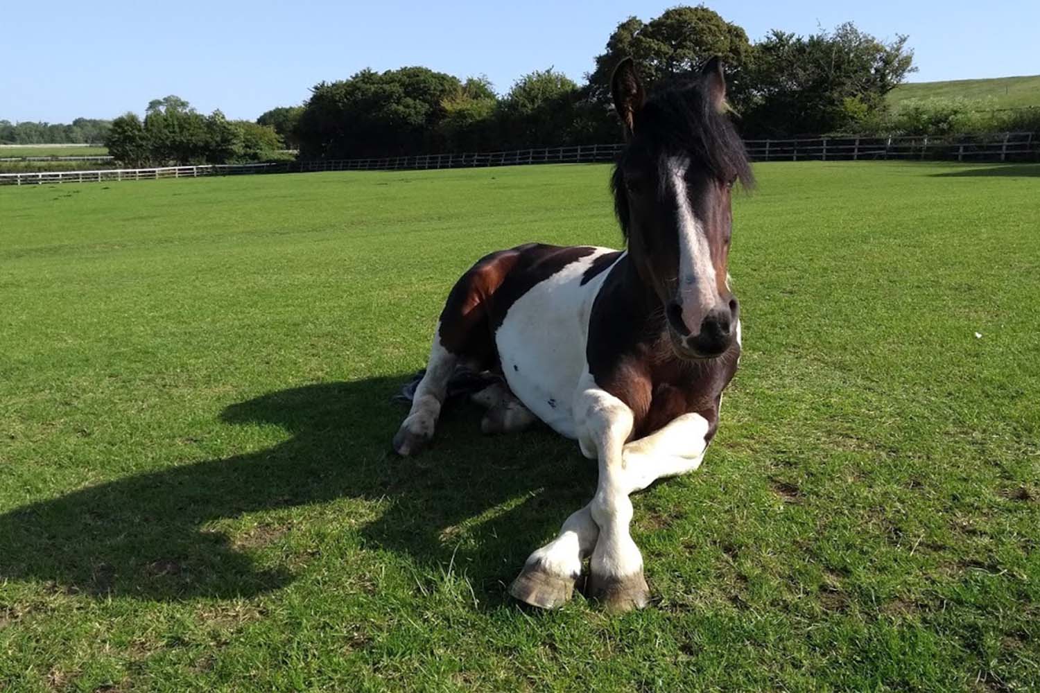 Helping to heal people comes naturally to a rescue horse